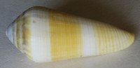 Conus terebra Born, 1778